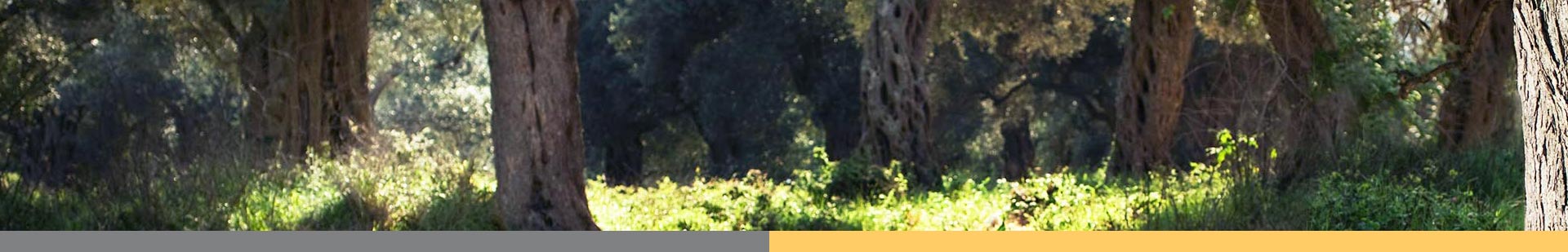 Aktuelle SAPV News aus Kaufbeuren